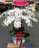  Chậu Lan Hồ Điệp Trắng - S862 