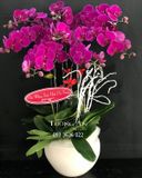  Chậu 8 Cành Lan Hồ Điệp Tím - S865 
