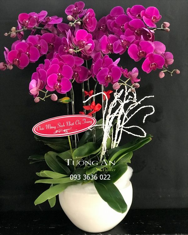  Chậu 8 Cành Lan Hồ Điệp Tím - S865 