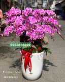  Chậu 15 Cành lan Hồ Điệp - S867 