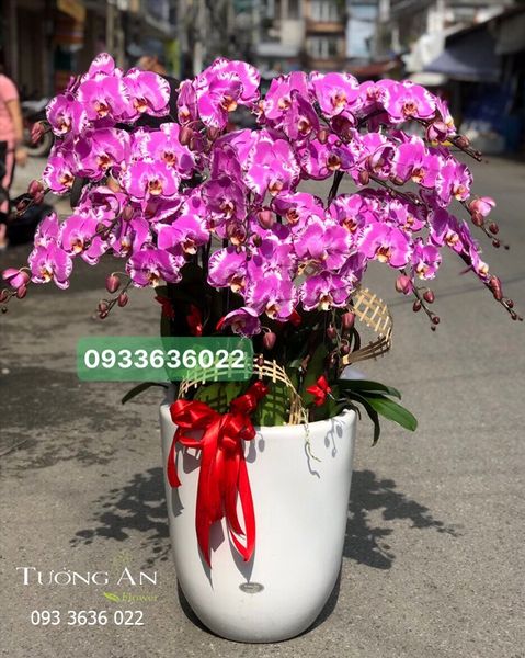 Chậu 15 Cành lan Hồ Điệp