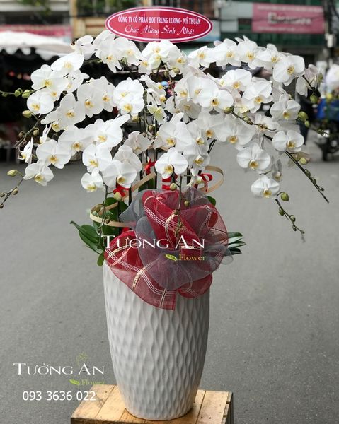 Chậu 12 Cành lan Hồ Điệp Trắng