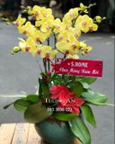  Chậu 7 Cành Lan Hồ Điệp Vàng - S877 