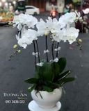  Chậu 5 Cành lan Hồ Điệp Trắng - S879 