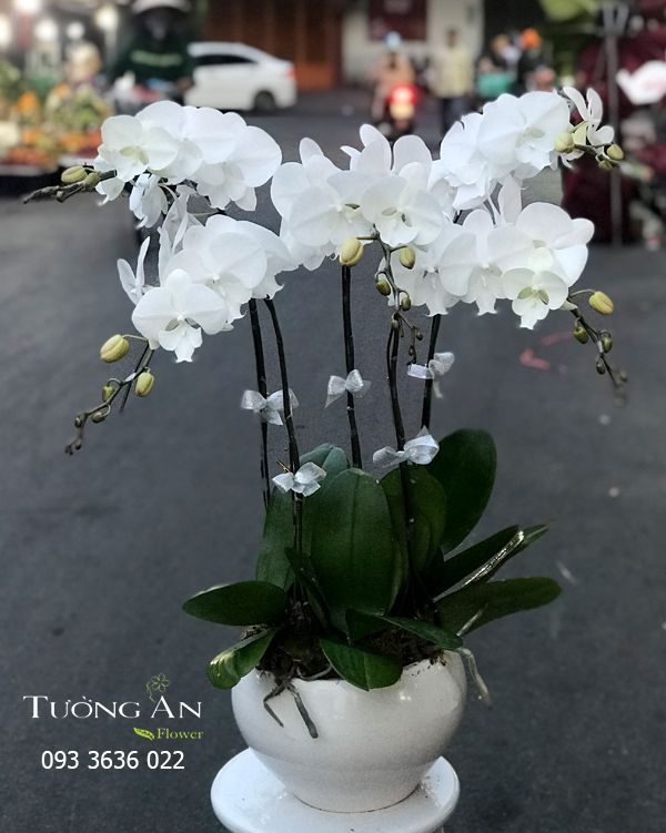  Chậu 5 Cành lan Hồ Điệp Trắng - S879 