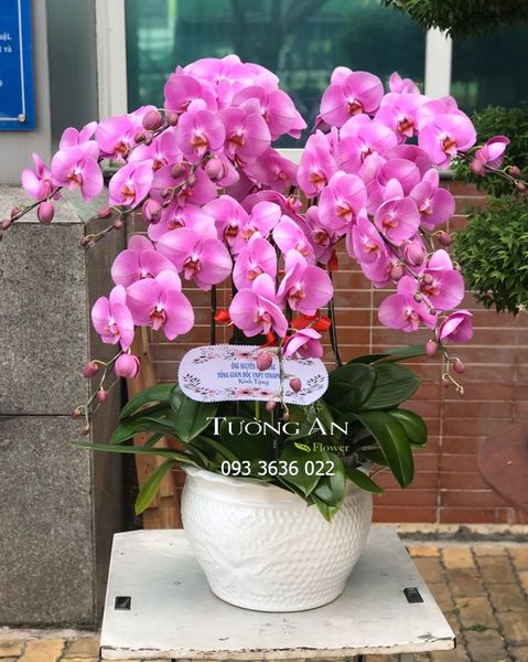 Chậu 10 Cành Lan Hồ Điệp Hồng