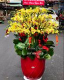  Chậu Lan Hồ Điệp Lớn - S881 