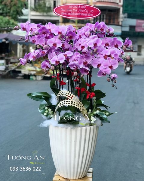 Chậu 15 Cành Lan Hồ Điệp Hồng