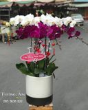  Chậu 8 Cành Lan Hồ Điệp - S885 
