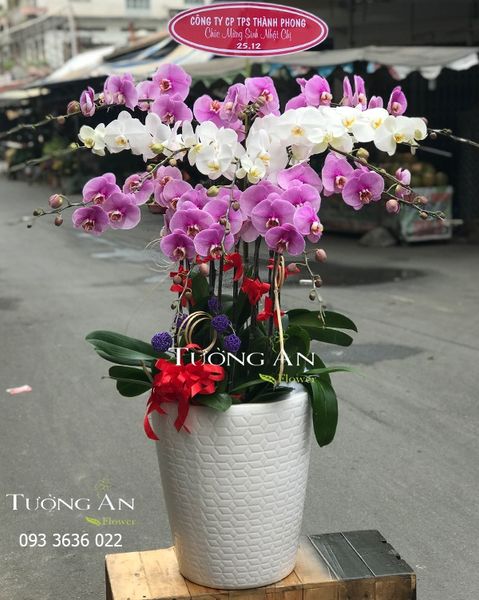 Chậu 12 Cành Lan Hồ Điệp