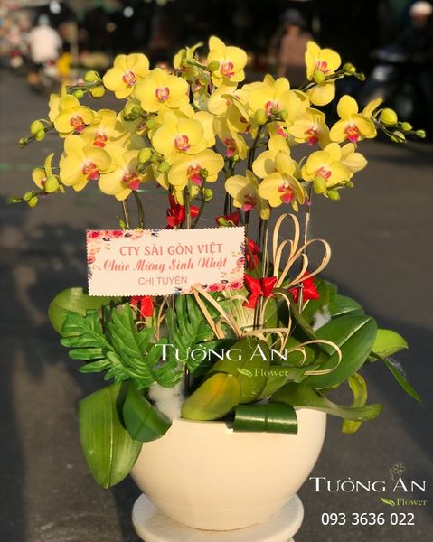 Chậu 12 Cành Lan Hồ Điệp Vàng