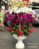  Chậu Lan Hồ Điệp Đẹp - S894 