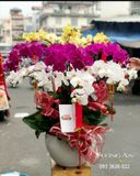  Chậu Lan Hồ Điệp Đẹp - S899 