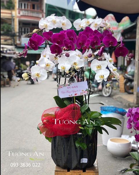 Chậu 10 Cành Lan Hồ Điệp