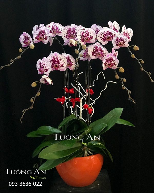 Chậu 5 Cành lan Hồ Điệp Đẹp - S906 