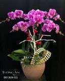  Chậu 5 Cành lan Hồ Điệp - S907 