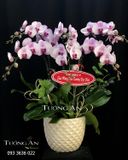  Chậu 6 Cành Lan Hồ Điệp - S908 