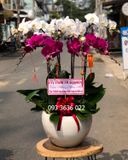  Chậu 8 Cành Lan Hồ Điệp - S909 
