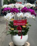  Chậu 12 Cành Lan Hồ Điệp - S910 