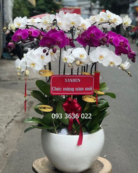 Chậu 12 Cành Lan Hồ Điệp