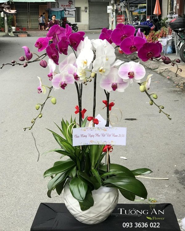  Chậu 5 Cành Lan Phối Màu - S913 