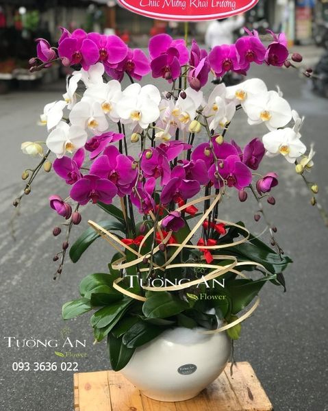 Chậu 10 Cành Lan Hồ Điệp Đẹp