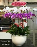  Chậu 9 Cành Lan Hồ Điệp Phối Màu - S917 