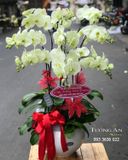  Chậu 9 Cành Lan Hồ Điệp Xanh Bơ - S922 