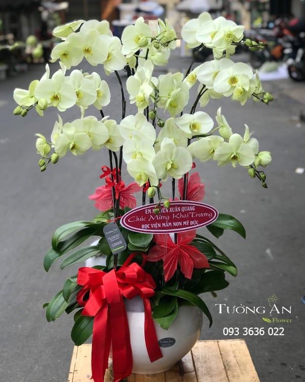  Chậu 9 Cành Lan Hồ Điệp Xanh Bơ - S922 