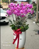  Chậu 12 Cành Lan Hồ Điệp Hồng - S926 