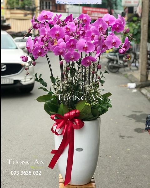 Chậu 12 Cành Lan Hồ Điệp Hồng