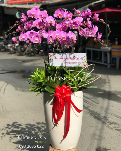 Chậu 12 Cành Lan Hồ Điệp Hồng