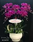  Chậu Lan Hồ Điệp Tím - S936 