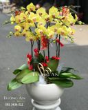 Chậu Lan Hồ Điệp Vàng 9 Cây - S938 