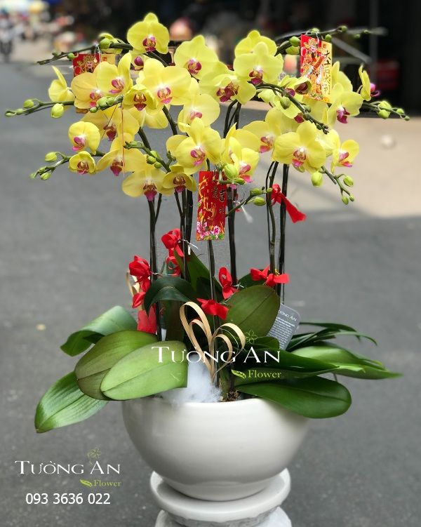  Chậu Lan Hồ Điệp Vàng 9 Cây - S938 