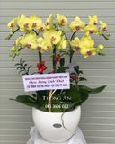  Chậu Hoa Lan Hồ Điệp Vàng 6 Cây - S940 