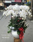  Chậu Lan Hồ Điệp - S948 