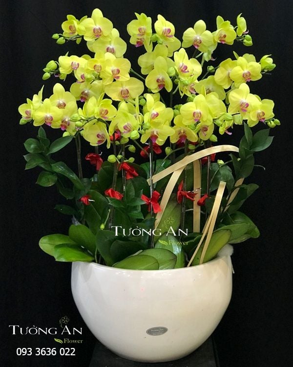 Chậu Lan Hồ Điệp Vàng - S949 