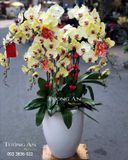  Chậu Lan Hồ Điệp - S951 