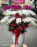  Chậu Lan Hồ Điệp Xoay Tròn - S954 