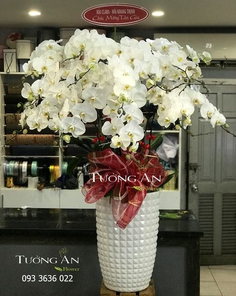 Chậu 15 Cành Lan Hồ Điệp Trắng