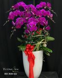  Chậu Lan Hồ Điệp Tím - S964 