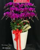  Chậu Lan Hồ Điệp Tết - S966 