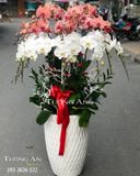  Chậu Lan Hồ Điệp - S967 