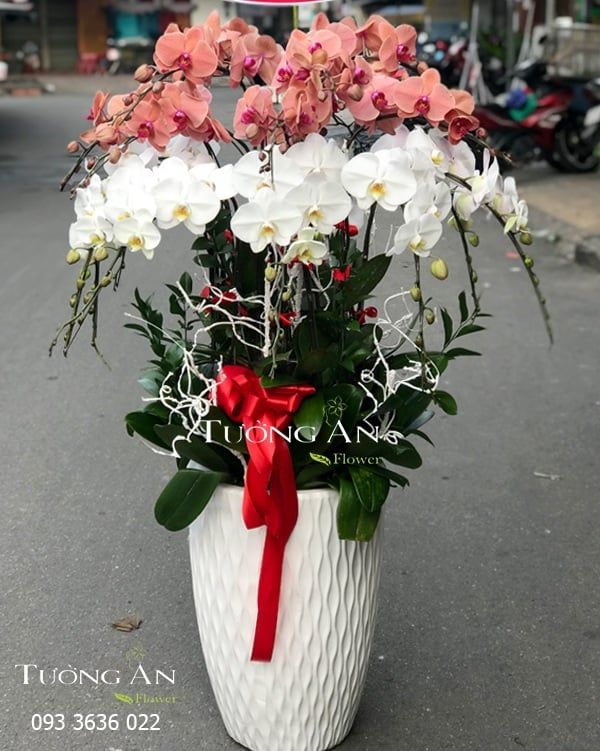  Chậu Lan Hồ Điệp - S967 