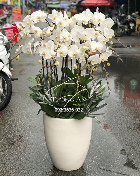 Chậu 15 Cành Lan Hồ Điệp Trắng