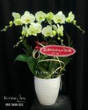  Chậu 5 Cành lan Hồ Điệp Xanh Bơ - S974 