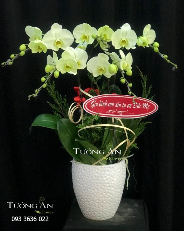  Chậu 5 Cành lan Hồ Điệp Xanh Bơ - S974 