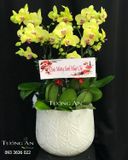  Chậu 6 Cành Lan Hồ Điệp Vàng - S975 