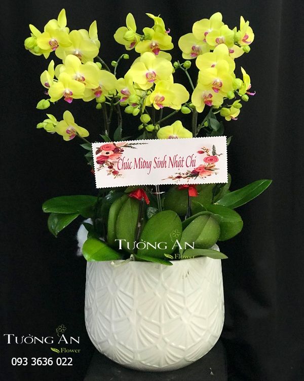  Chậu 6 Cành Lan Hồ Điệp Vàng - S975 